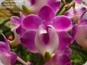 Aerides lawrenceae